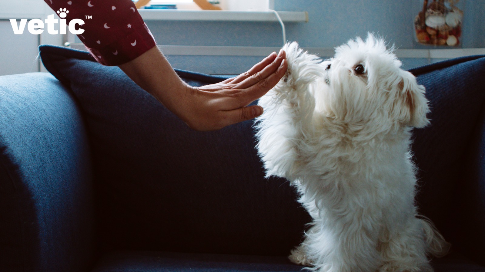 Maltese sitting on a blue sofa giving a woman a high-five,