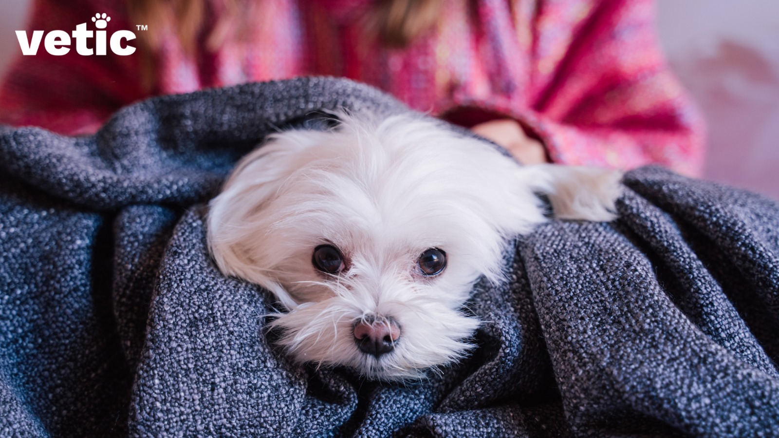 Tiny Maltese pup sitting wrapped in a grey blanket with just the head out, looking right at the camera.