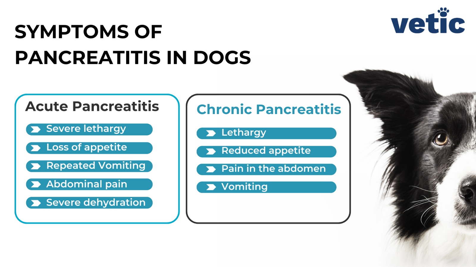 infographic on the signs and symptoms of pancreatitis in dogs. the signs of acute pancreatitis include - severe lethargy, loss of appetite, repeated vomiting, abdominal pain and dehydration. the signs of chronic pancreatitis include lethargy, reduce appetite, abdominal pain and repeated vomiting.