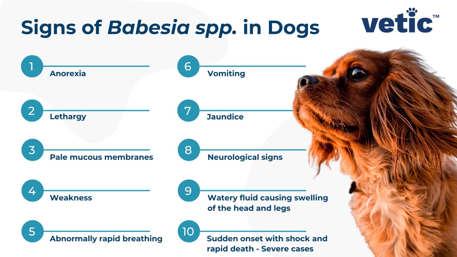 Infographic titled Signs of Babesia infection in Dogs. the common signs of this tick fever in dogs include anorexia, lethargy, pale mucous membrane, weakness, breathing problems, vomiting, jaundice, neurological signs, swelling of the limbs and head, and sudden onset of signs with shock and rapid death.