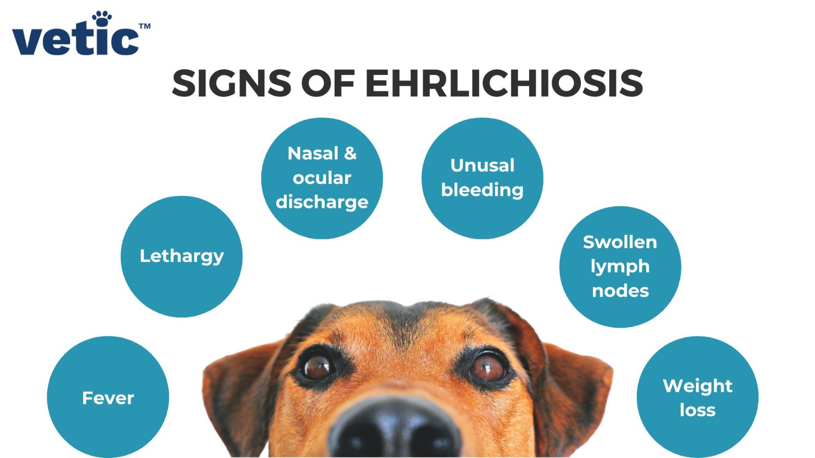 Infographic that says Signs of Ehrlichiosis which is a type of tick fever in dogs caused by Ehrlichia bacteria. the signs include weight loss, swollen lymph nodes, unusual bleeding, nasal and eye discharge, lethargy and fever.