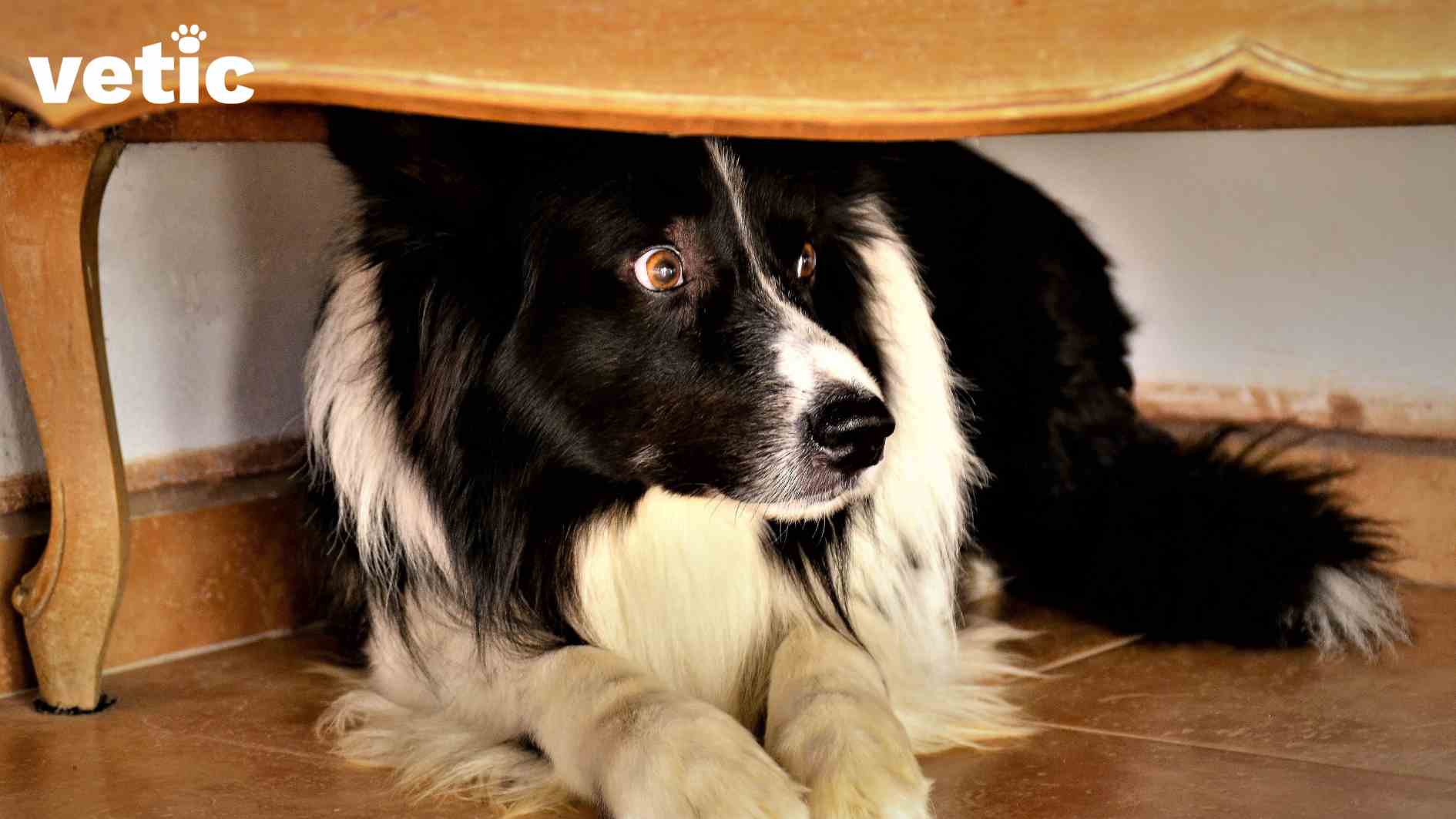 A mixed Collie hiding under furniture. The poor dog looks terrified. To keep a dog calm is a task when they have hundreds of reasons, such as sudden loud noises to get scared.