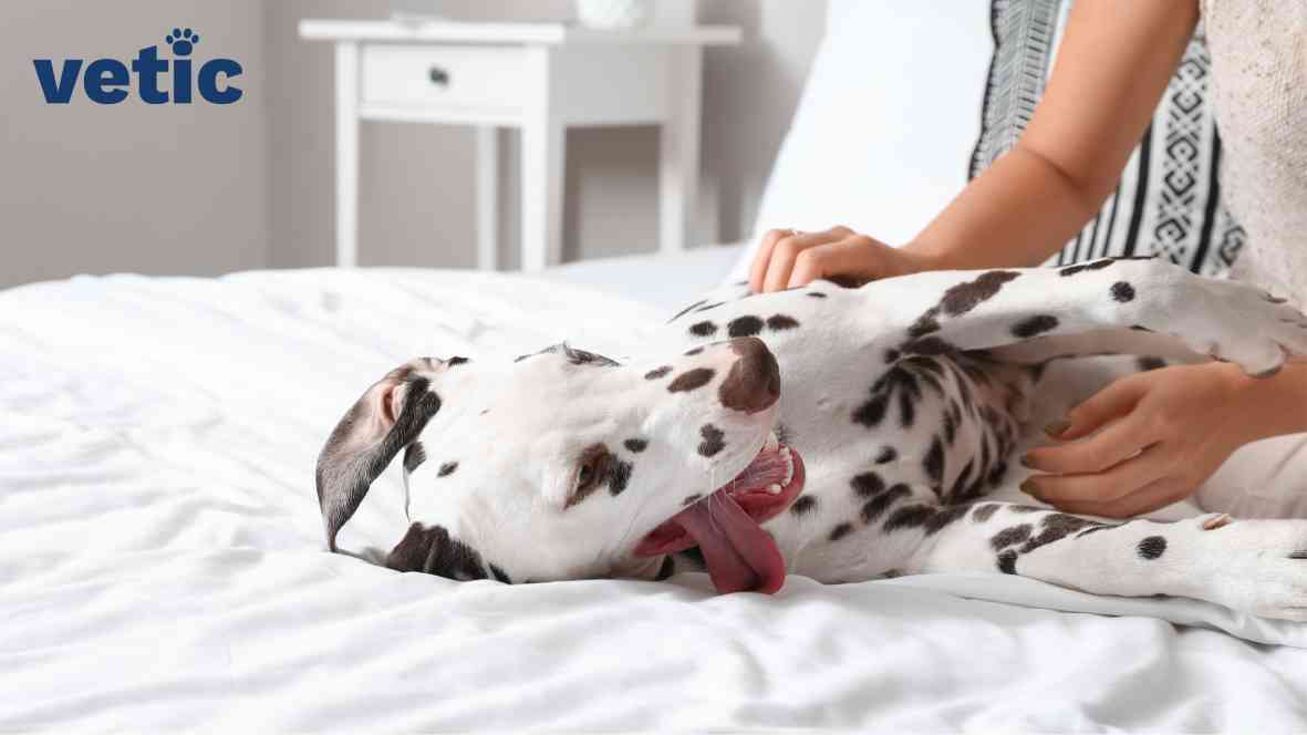 A dalmatian breed adult laying on the bed receiving belly rubs, looking like an absolute derp. They have their tongue out from the right while looking up at the pet parent and their ears folded backwards. only the hands of the (possibly) female pet parent is visible.