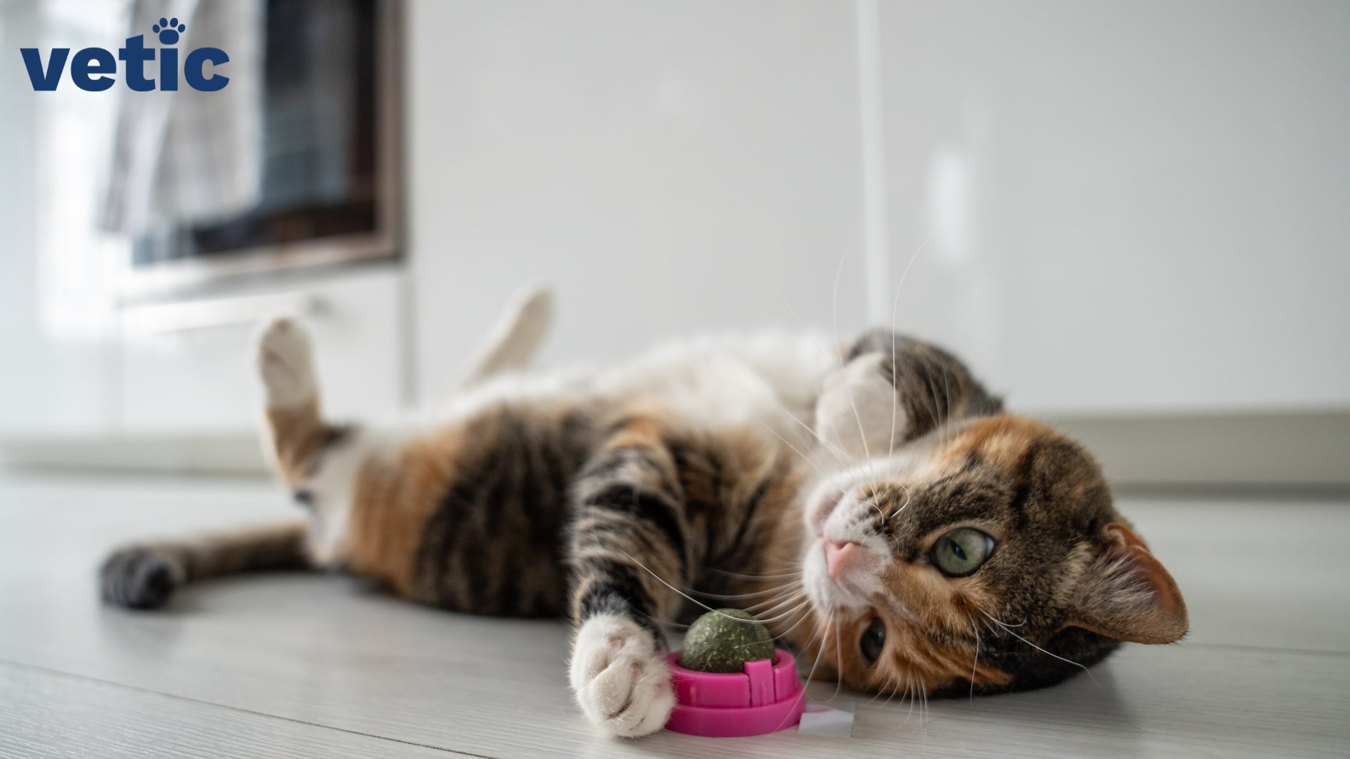 Cats and Catnip: What Does Catnip do to Cats?