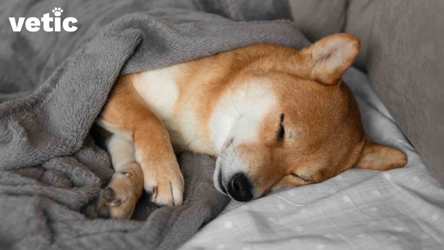 Shiba Inu dog sleeping comfortably on the bed with a grey cover and matching duvet cover. He is wrapped in a grey blanket. Only his Head and front paws are sticking out of the blanket. To keep your dog calm provide them with a cosy nook that makes them feel safe.