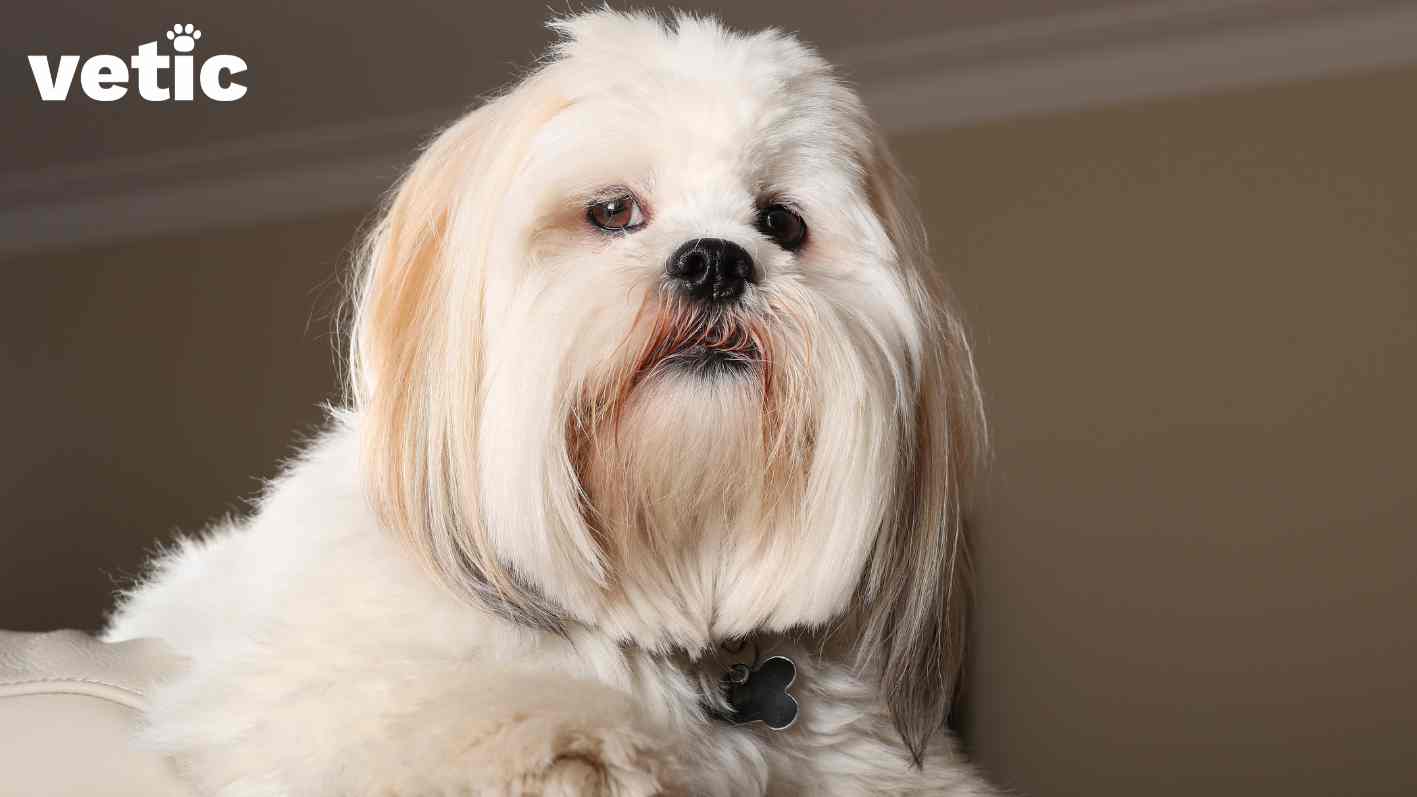 A Lhasa Apso in breed standard white and fawn colours with darker points sitting poised, looking at the camera. the dog has a black and silver bone shaped tag on. The photo has a "vetic" copyright mark on it - presumably because the featured Lhasa pup is a Vetic Pet Clinic client. 