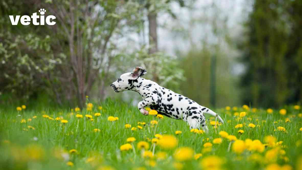 A dalmatian jumping over the grass and flowers in an open field. the dalmatian breed dogs have high energy. they need continuous exercise and mental stimulation.