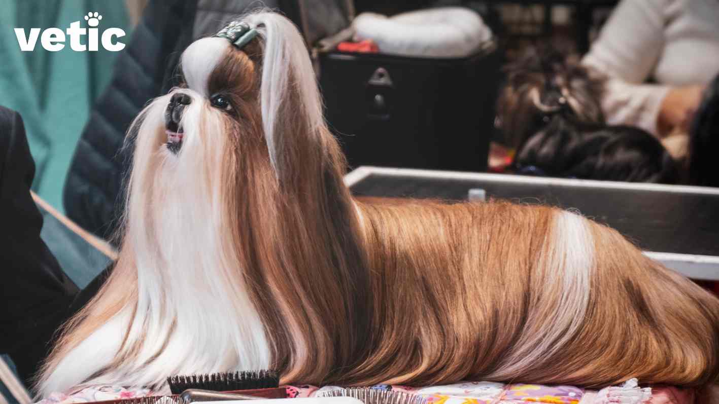 A freshly groomed Lhasa Apso in breed standard hair-do (top knot). The Lhasa dog is white and brown in colour with most of their face and chest white. Grooming tools such as hairbrushes can be scene on the covered grooming table.