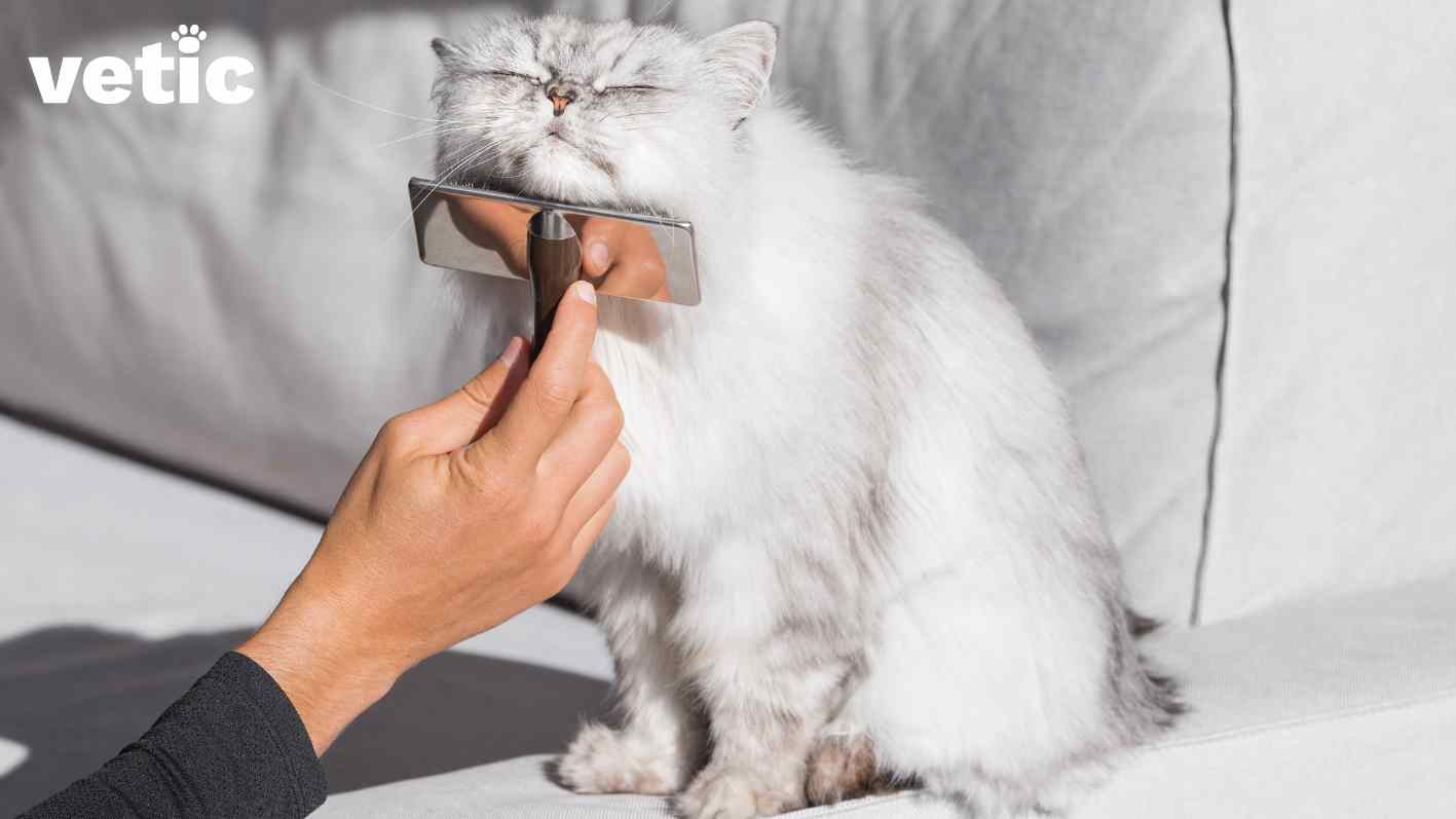 a fluffy grey and white cat sitting on a grey couch in the sunlight enjoying being brushed with a deShedder brush. the person is wearing a black full-sleeved garment, only their right hand, holding the brush, is visible. if you feel your cat hates water, increase their brushing frequency to at least one day to prevent matting and oil buildup.