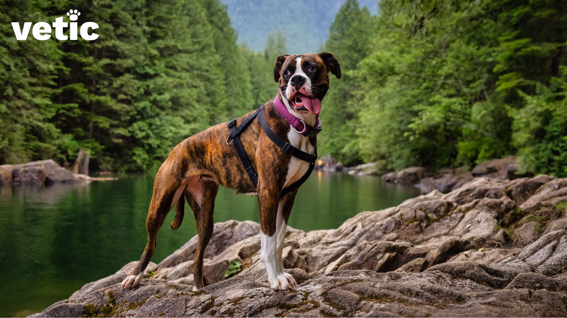 A Boxer breed dog in the outdoors. She's wearing a purple collar and black harness, standing on a rocky incline. the greenery and a part of a lake is visible in the background.