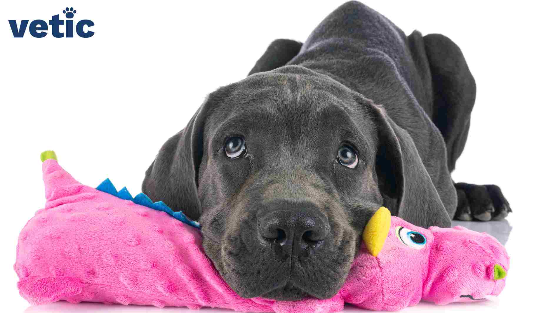 A black great dane with light grey eyes literally making a puppy face at the photographer while resting their face on a fuchsia dinosaur plushie toy.