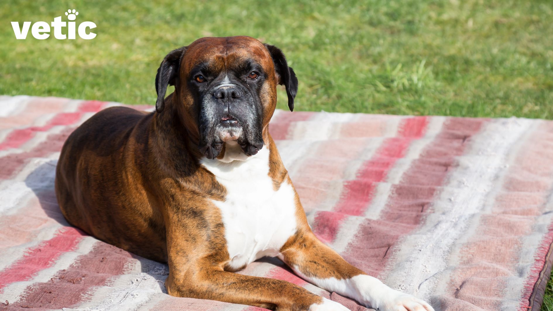 A boxer breed dog adult sitting on a pink, rust and white striped blanket placed on the grass. The dog is looking at the camera with a puzzled look...but that's just their face.