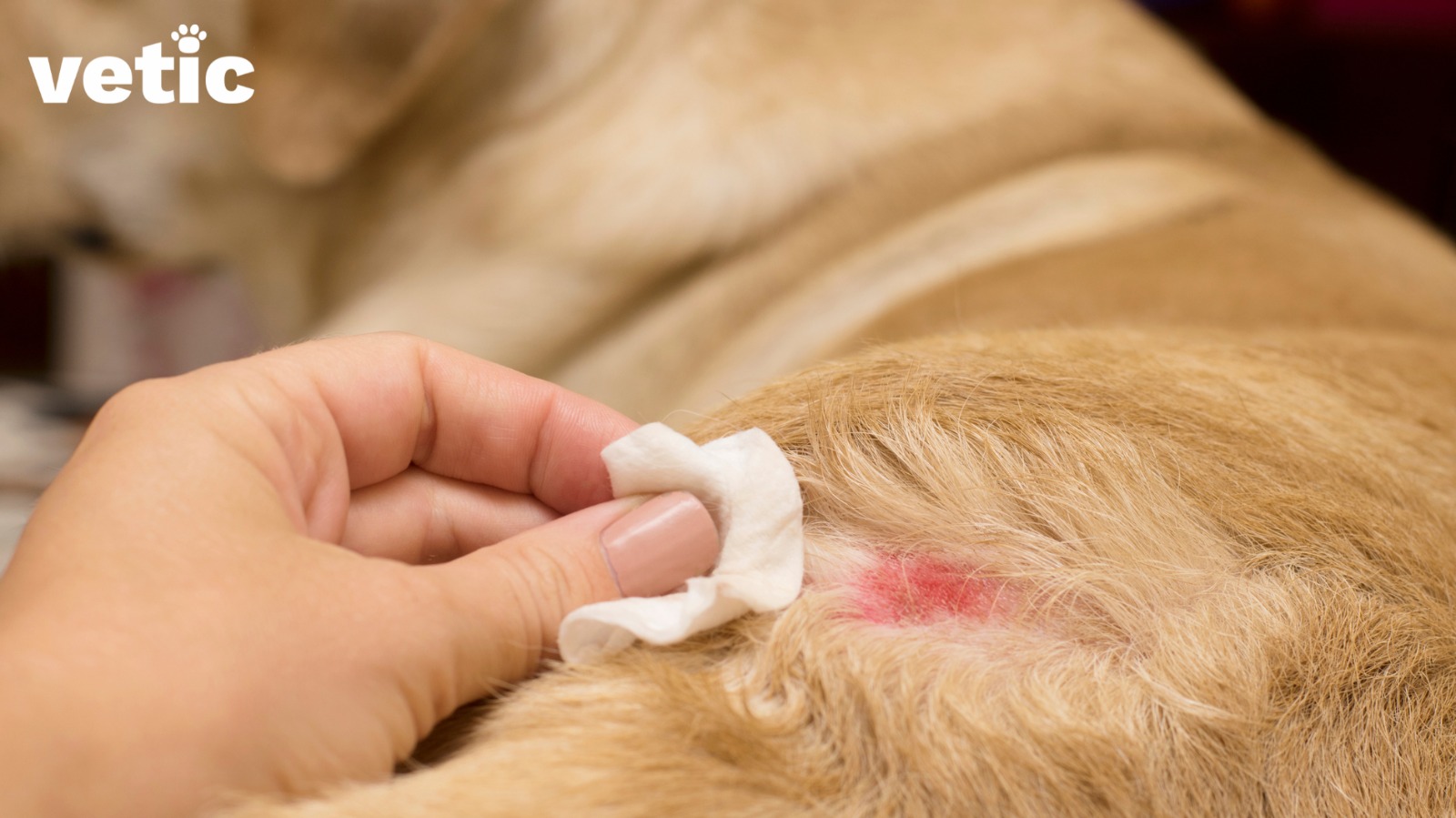 A hand cleaning the wound of a medium-haired, golden fur-ed dog. You can use a clean gauze and new saline to clean your dog's wounds if they have been bitten by another dog.