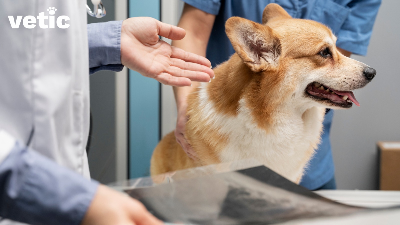 A veterinarian holding an X-ray plate. An adult corgi sitting in the background. The dog is being comforted by a vet nurse. If your dog has been severely bitten by another dog they will require tests to assess the damage.