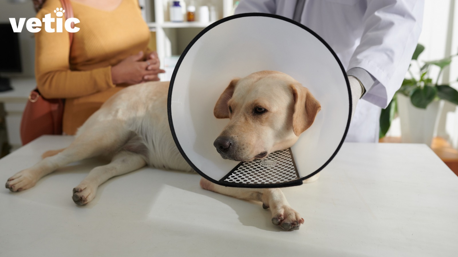 An adult Labrador retriever dog sitting on the white examination table at the vet's office wearing an e-collar. the Vet and owner are visible in the background. E-collars are common requirement for dogs if your dog has received wound cleaning and treatment after being bitten by another dog.