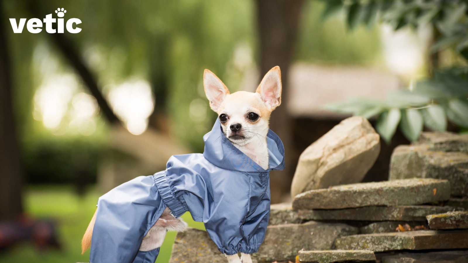 A teacup chihuahua breed adult wearing a blue raincoat. they do not like the cold or wet weather.