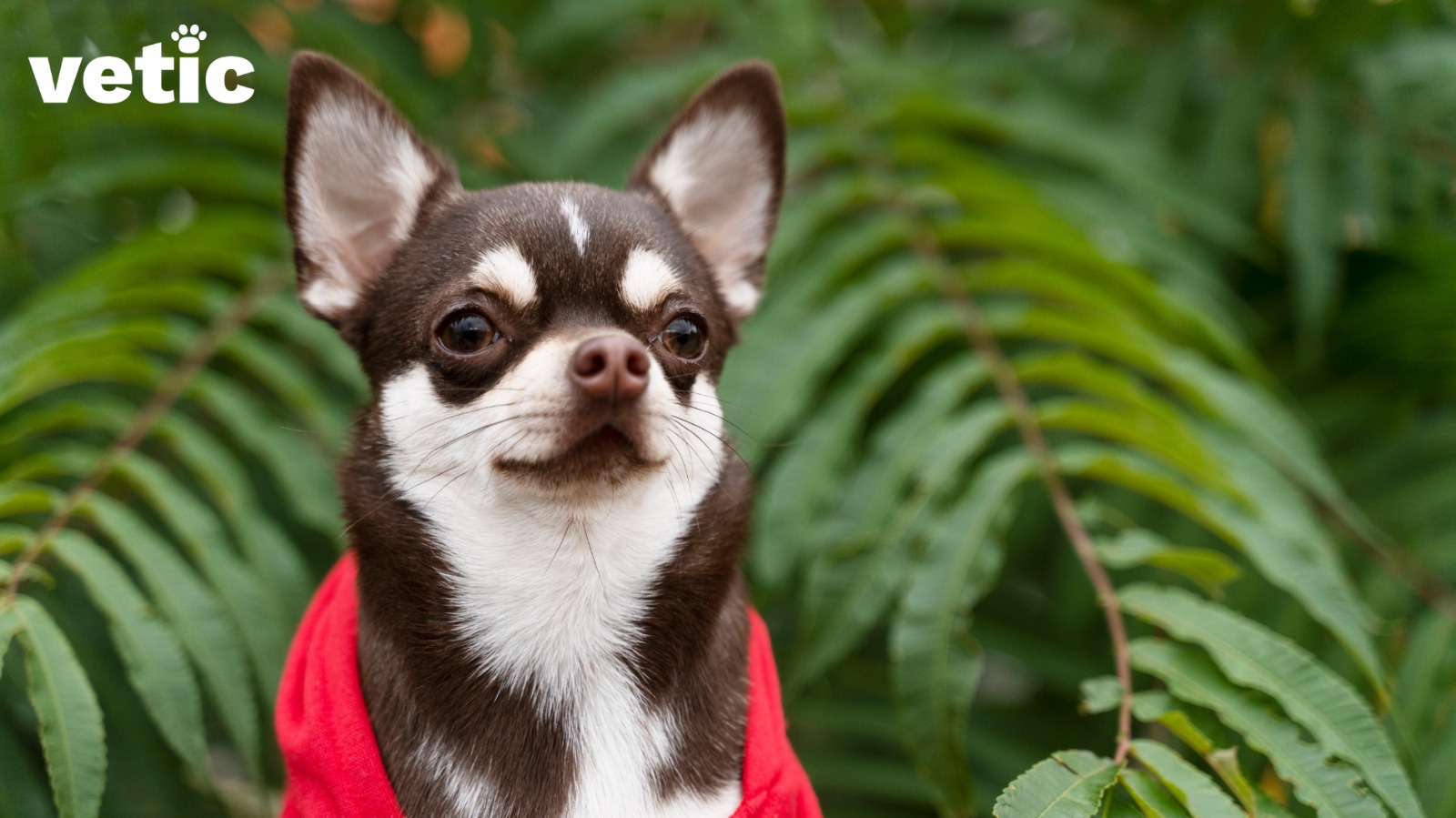 A brown and white chihuahua breed adult dog. has distinct "eyebrow" marks with a white muzzle and inner years. the brown markings make it look like they are wearing a brown mask. they have a red sweatshirt on.