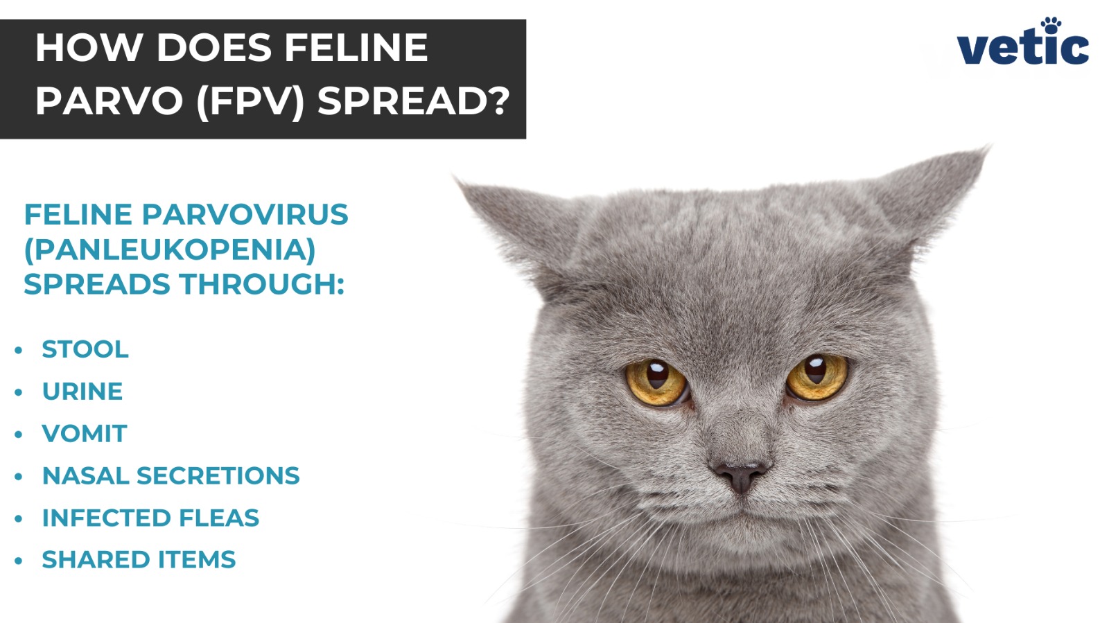 infographic on How Does Feline Parvo (FPV) Spread? Feline parvovirus (panleukopenia) spreads through: Stool, Urine, Vomit, Nasal Secretions, Infected Fleas and Shared Items