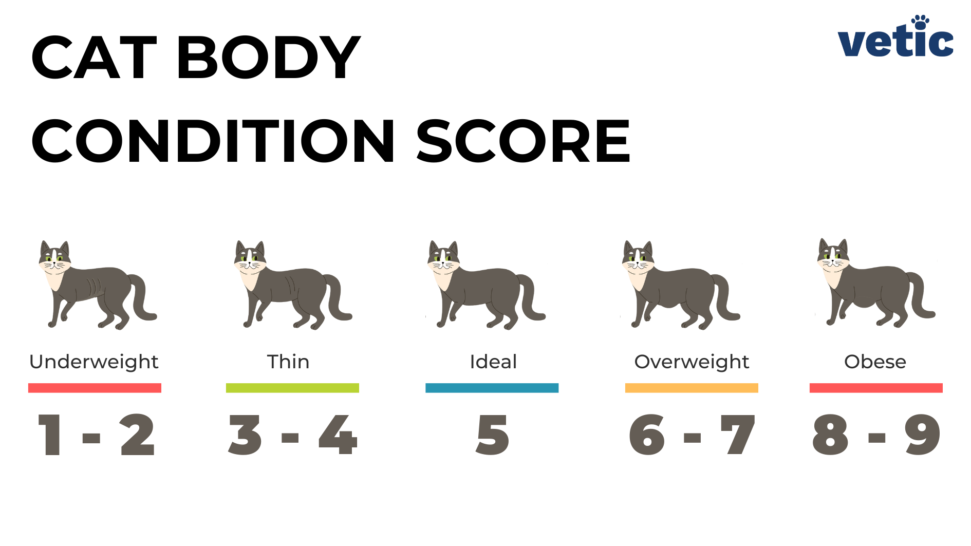 Infographic titled body condition score cat - cats with a body score between 1 and 2 are thin, 5 is ideal, 6 - 7 are overweight and 8 - 9 are obese. obesity in cats can easily be detected by owners by following this chart.