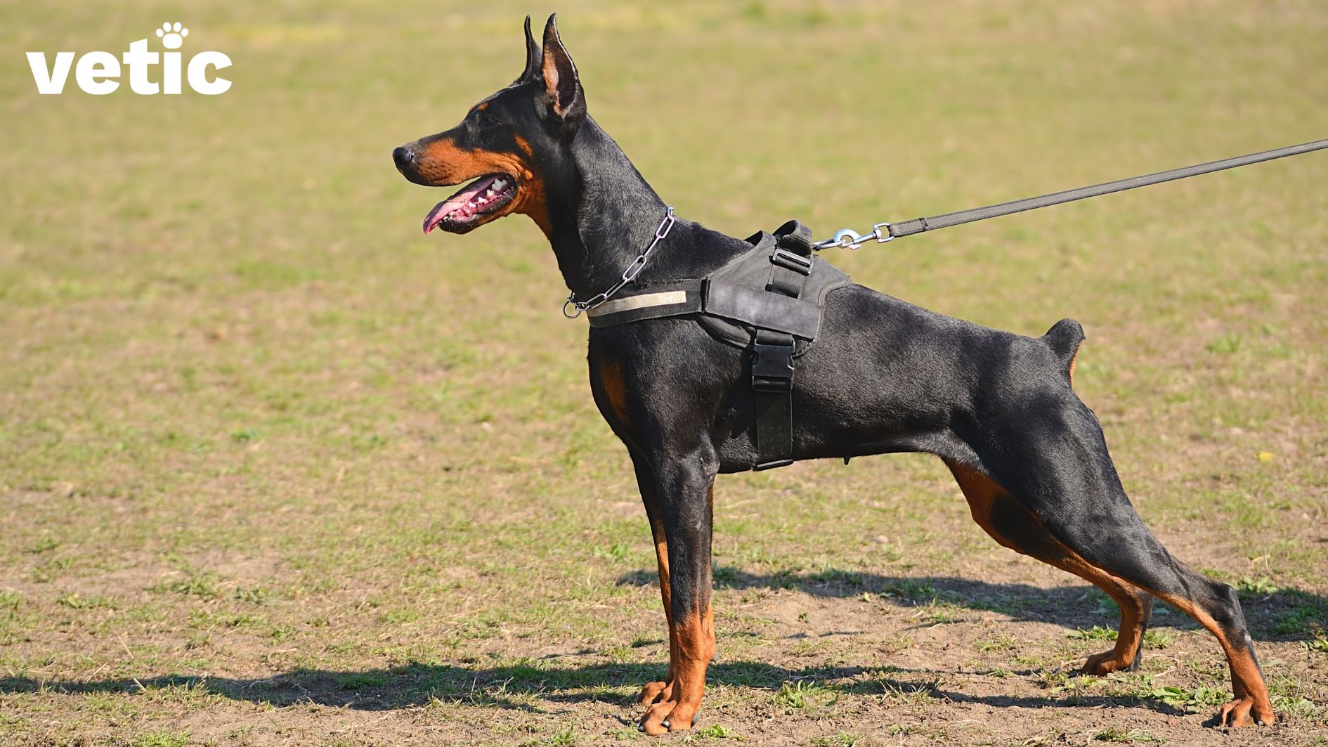 A Doberman adult standing straight. the adult dog has his ears cropped. he looks quite serious. he has the standard doberman breed colours - tan and black with a tan muzzle and tan extremities. he is wearing a black harness and looks purebred!