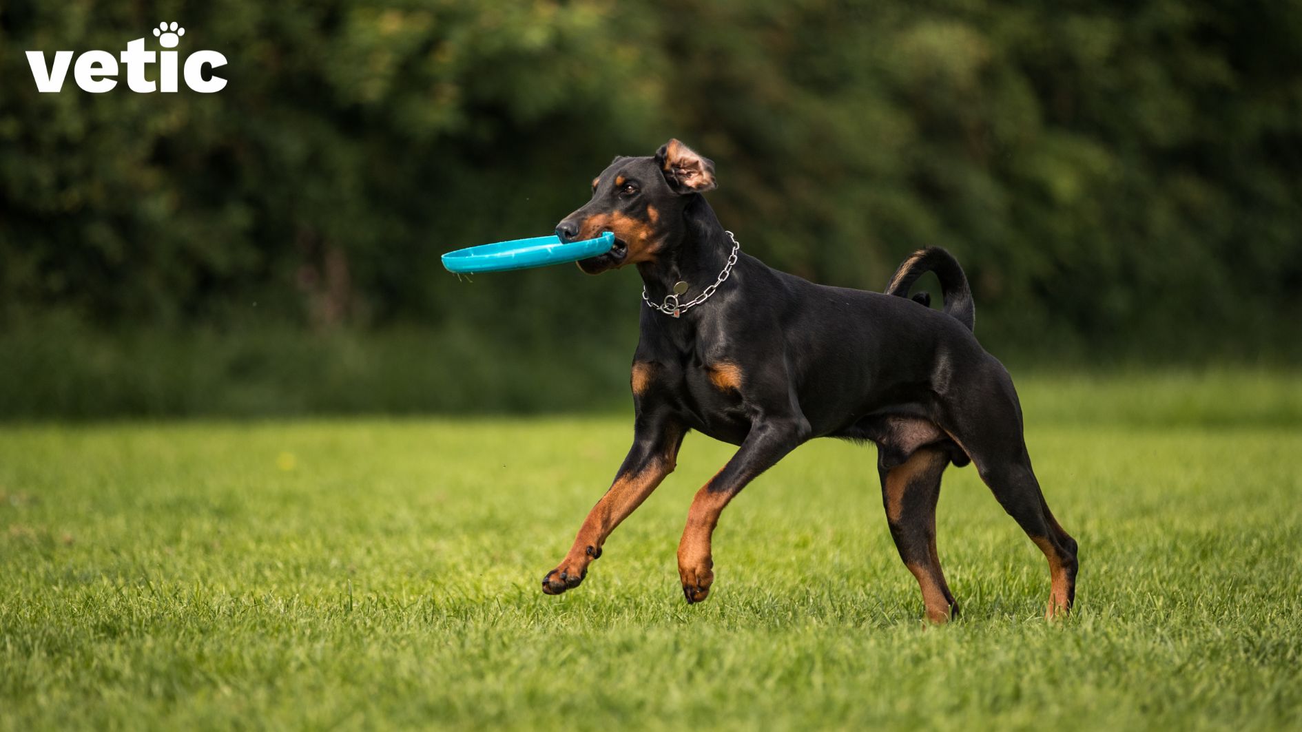 Doberman puppy of approximately 5 months playing with a blue frisbee outdoors. he has the standard breed colours - tan and brown. he's wearing a dog tag on a steel chain. he doesn't have his ears and tails cropped.