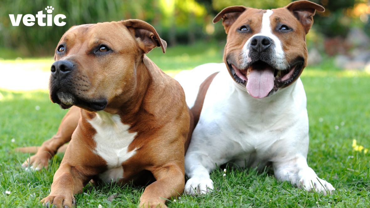 Two American Staffordshire Dogs sitting side by side on the grass. the left one is brown with a white patch on their chest and the right one is mostly white with a distinct brown "mask" and a brown patch on their back.