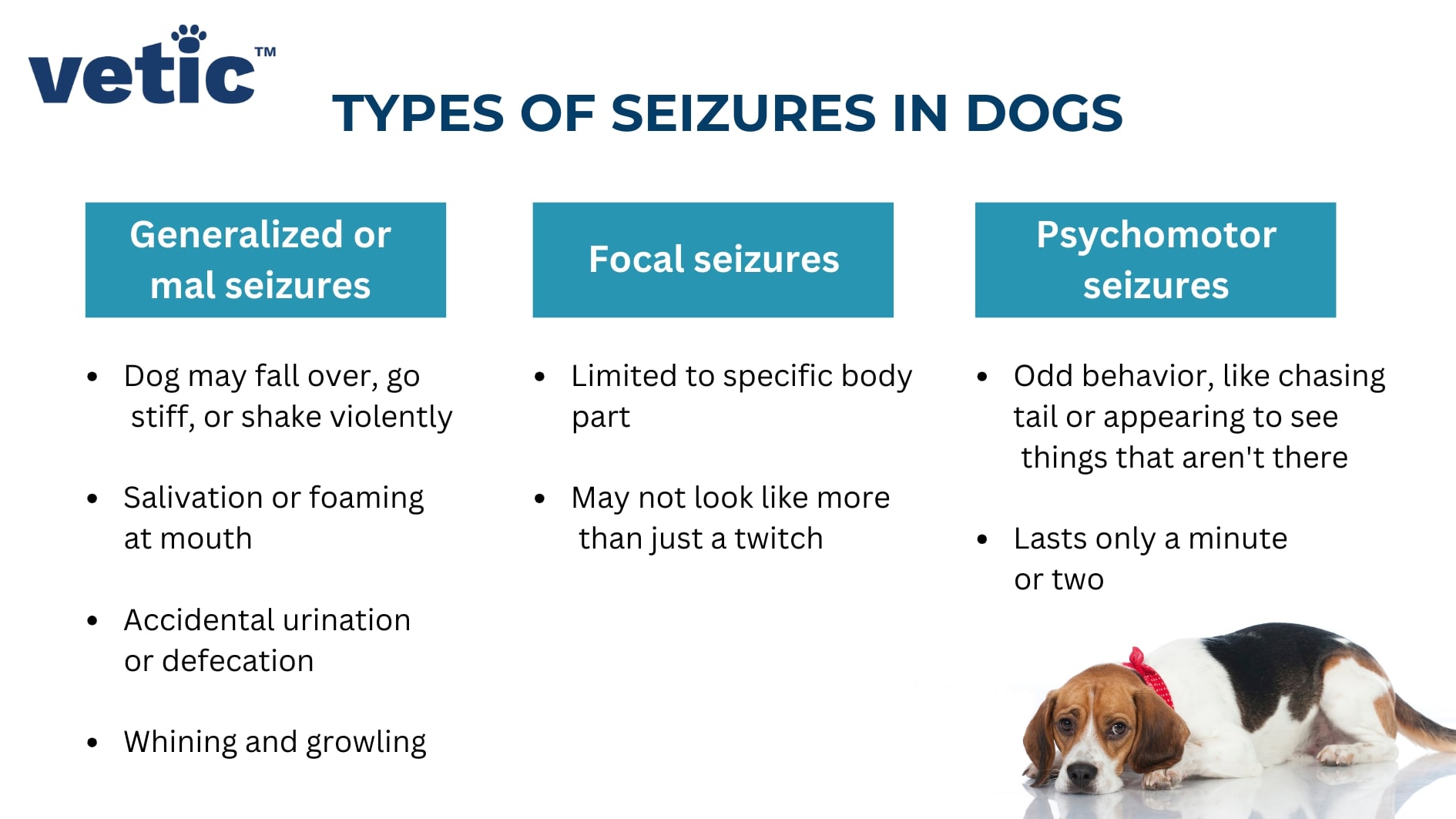 infographic titled "Types of Seizures in Dogs". The 3 main types of seizures are Generalized or Grand Mal Seizures, Focal Seizures, and Psychomotor Seizures. The symptoms of the three types of seizures in dogs is also discussed in the image. these are - dog may fall and shake violently, foam at the mouth, drool excessively, accidental urination and defecation, whining or growling.