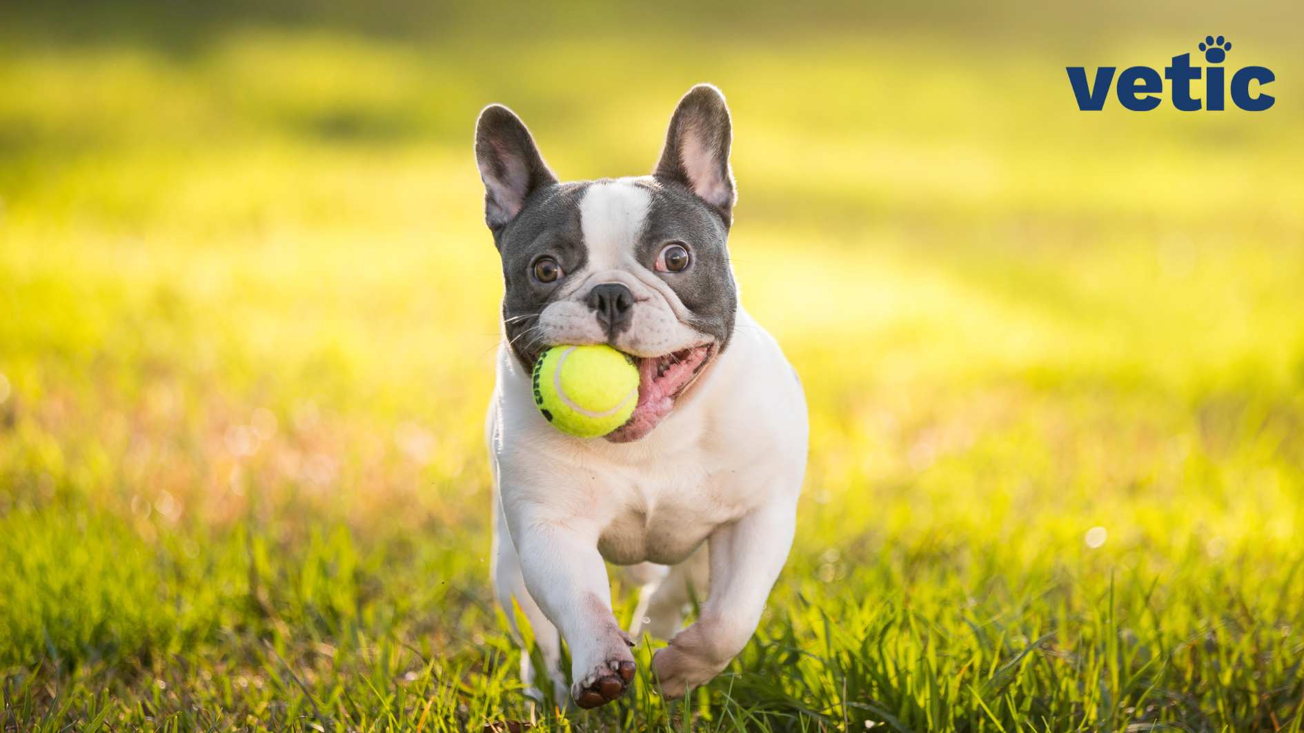 A junior French Bulldog running towards the camera with a green tennis ball in their mouth. The dog is mostly white/fawn in colour with grey patches on their eyes and ears.