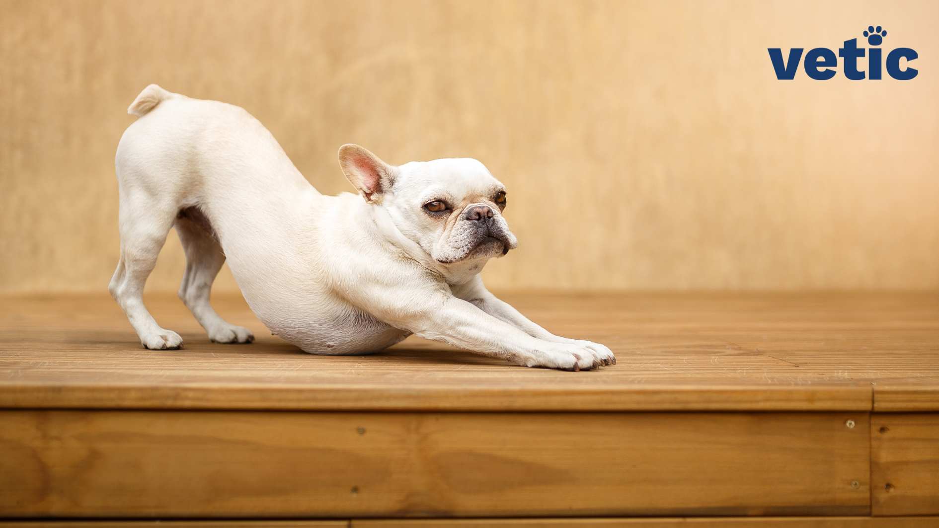 An adult fawn French Bulldog stretching out their front legs while looking at the camera. the dog has almond shaped brown eyes.