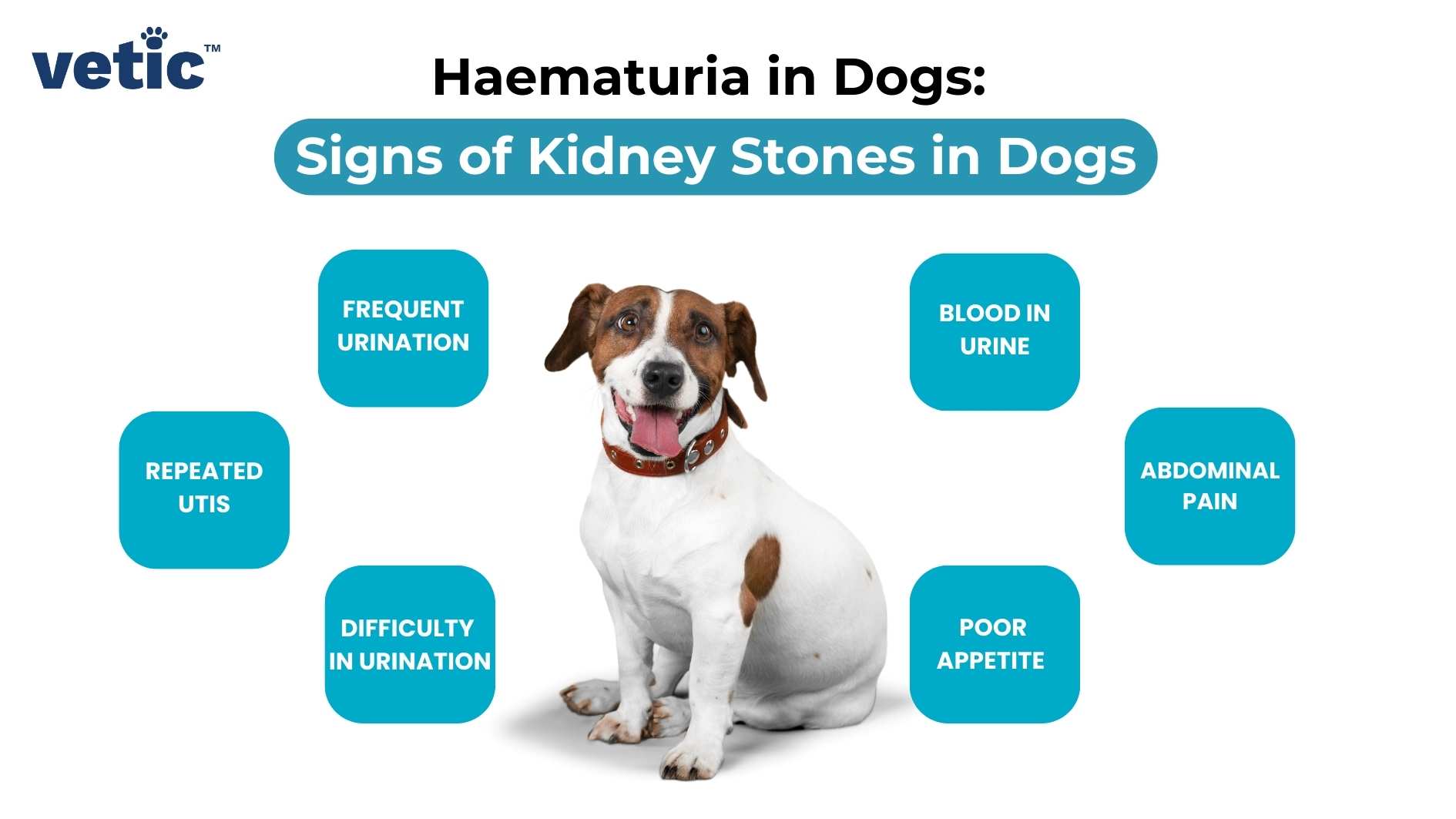 Haematuria in dogs can also be a sign of kidney stone in dogs. Look for other signs such as frequent urination, repeated UTIs, abdominal pain, difficulty in urination and incontinence.