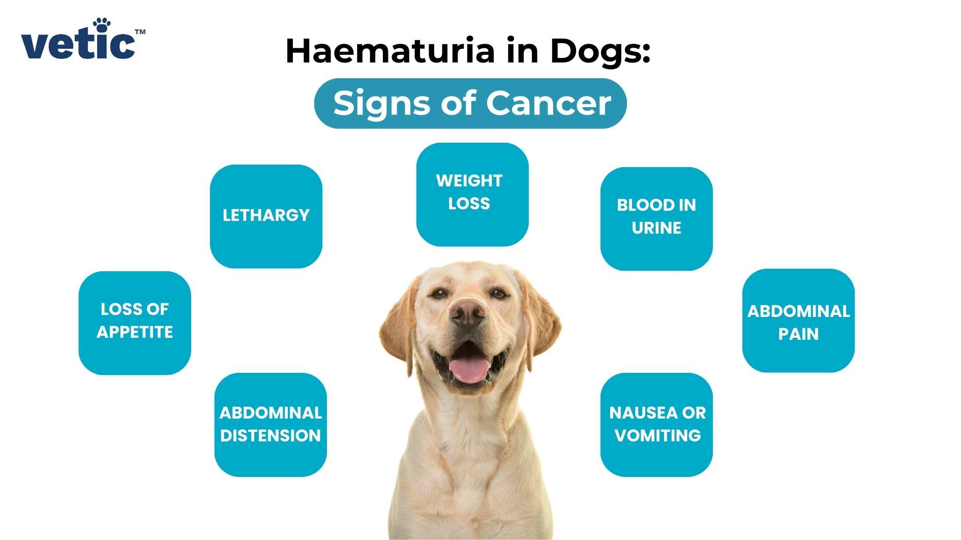Haematuria in dogs can also be a sign of cancer. If your dog is peeing blood note co-occurring signs such as weight loss, lethargy, appetite loss, abdominal pain and distension, along with vomiting and nausea. These signs can indicate cancer of the excretory organs.
