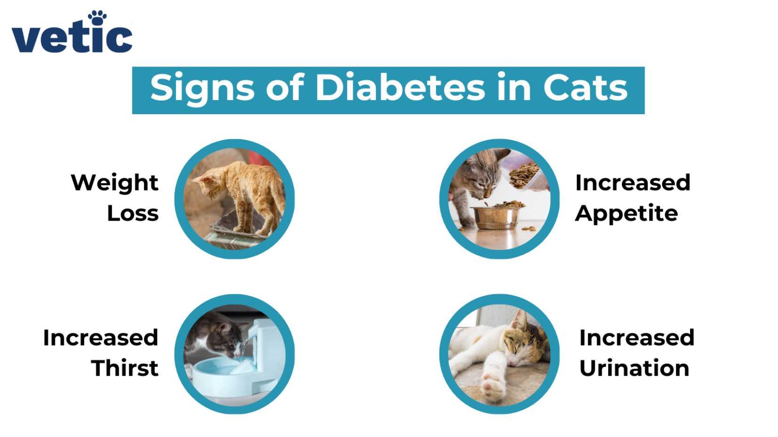 infographic on Diabetes in Cats. the signs of diabetes include weight loss, increased appetite, increased urination and increased thirst.