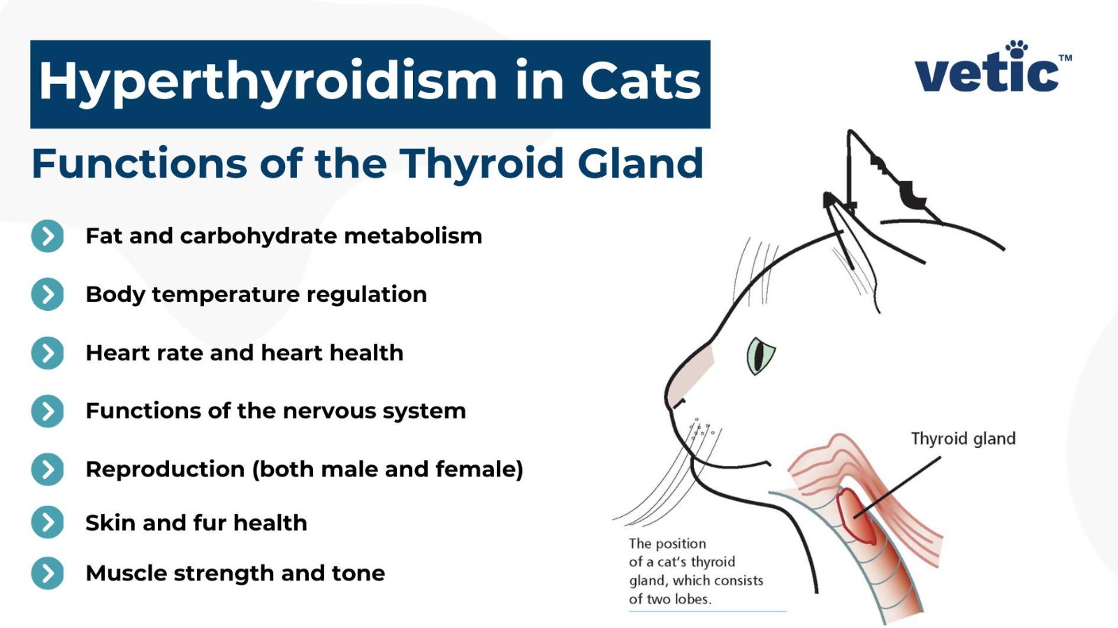 Hyperthyroidism In Cats Treatment Options Factory Sale Congdoan sgu 