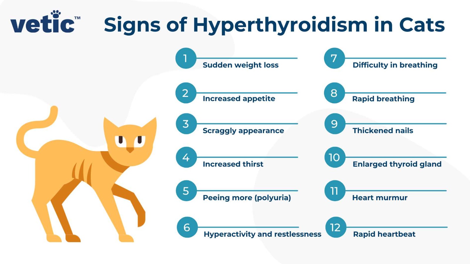 Infographic on Signs of Hyperthyroidism in Cats. It includes all 12 signs - Sudden weight loss Increased appetite Scraggly appearance Increased thirst Peeing more than usual (polyuria) Hyperactivity and restlessness Difficulty in breathing Rapid breathing Thickened nails Enlarged thyroid gland Heart murmur Rapid heartbeat