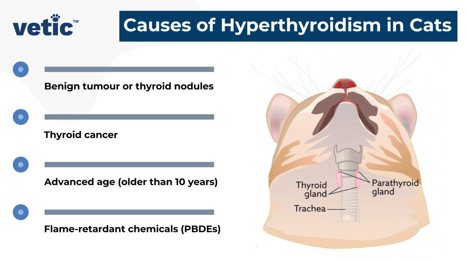 Infographic on the Causes of Hyperthyroidism in Cats. The causes of thyroid in cats include - Benign tumour or thyroid nodules Thyroid cancer Advanced age (older than 10 years) Flame-retardant chemicals (PBDEs)