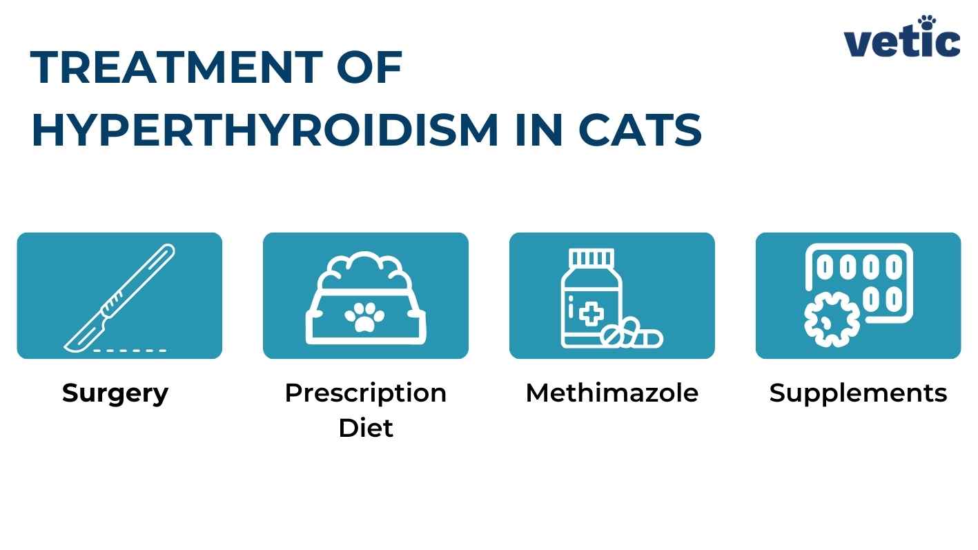 Infographic on Treatment of Hyperthyroidism in Cats - Surgery, Prescription Diet, Methimazole and Supplements