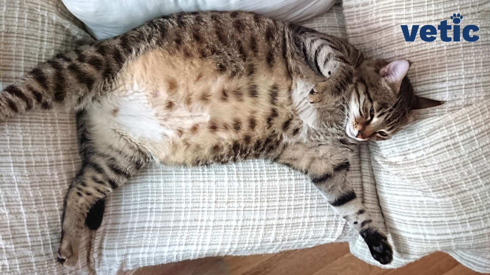 A very overweight female mackerel cat lying on a small couch with her belly up and two front limbs up in the air. diabetes in cats is more common among chubby or overweight felines.