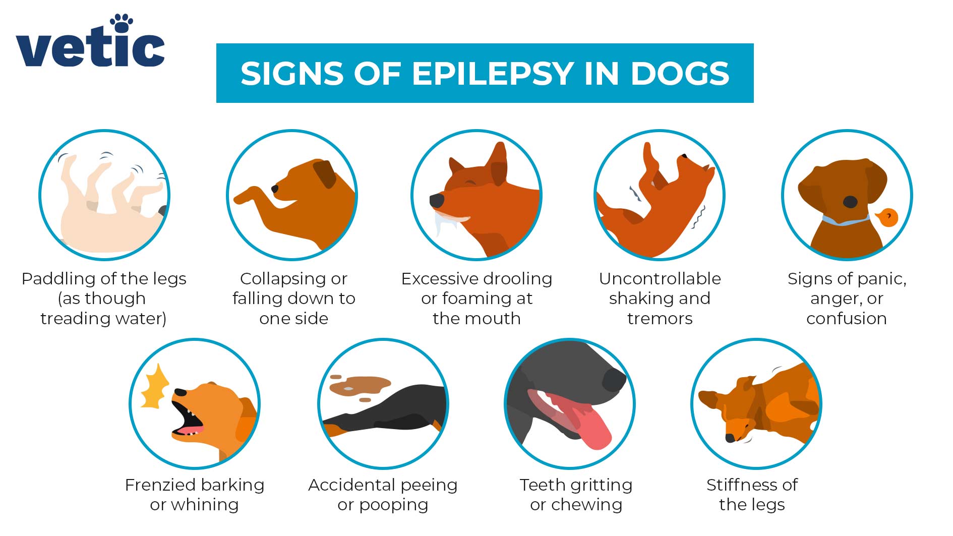 the signs of epilepsy in dogs. the signs include paddling of the legs, collapsing (Falling down), excessive drooling, tremors, panic or aggression, frenzied barking, accidental peeing or pooping, teeth gritting and stiffness of the legs.