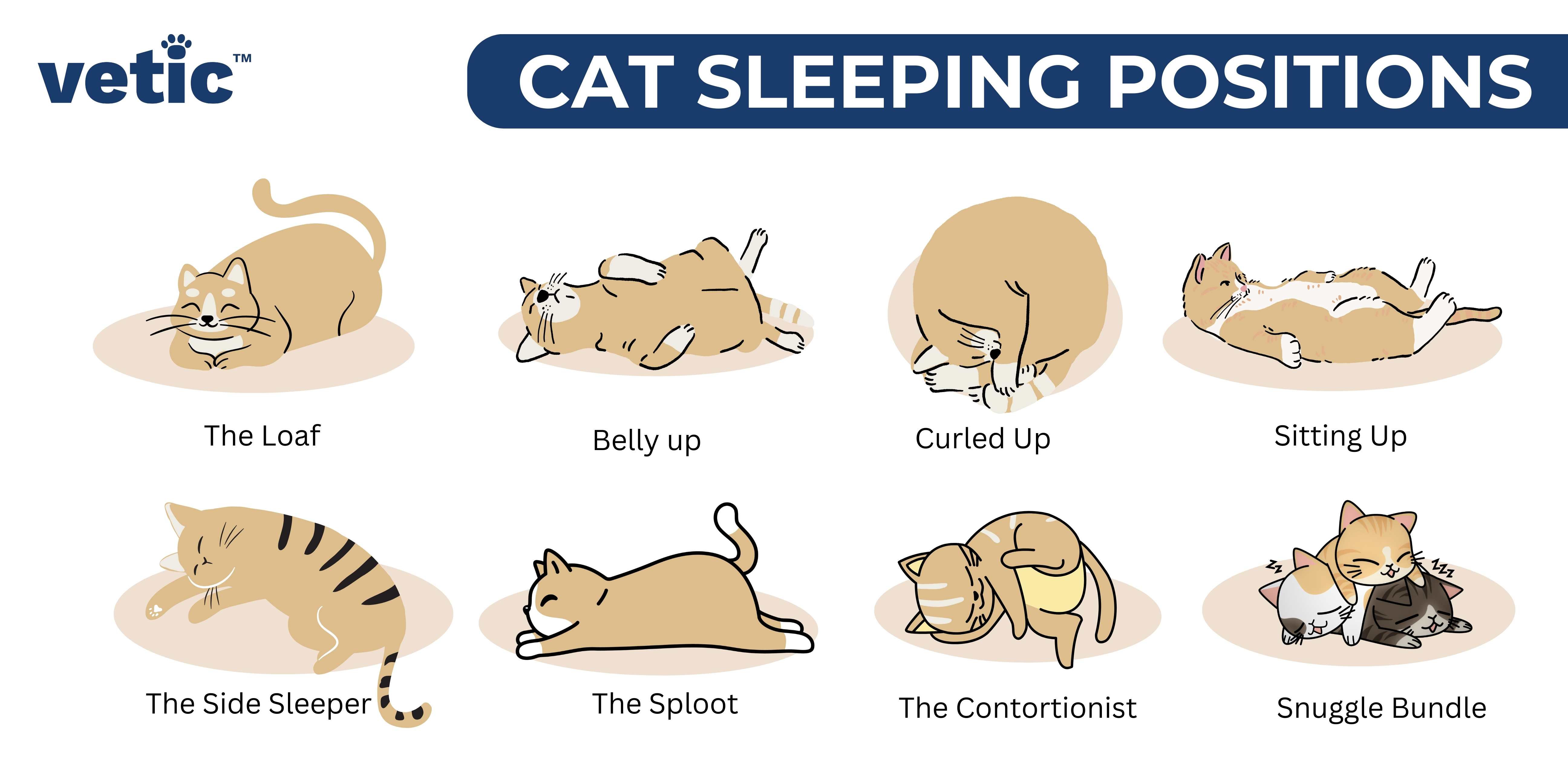 An infographic showing different cat sleeping positions. It shows 8 cat sleeping positions - 1. Loaf 2. Superman (Sploot) 3. Belly Up 4. Curled Up (Purr Ball) 5. Sitting Up (Back Sleeper) 6. The contortionist (Twister) 7. The Kitty Pile (Snuggler) 8. The Side Sleeper