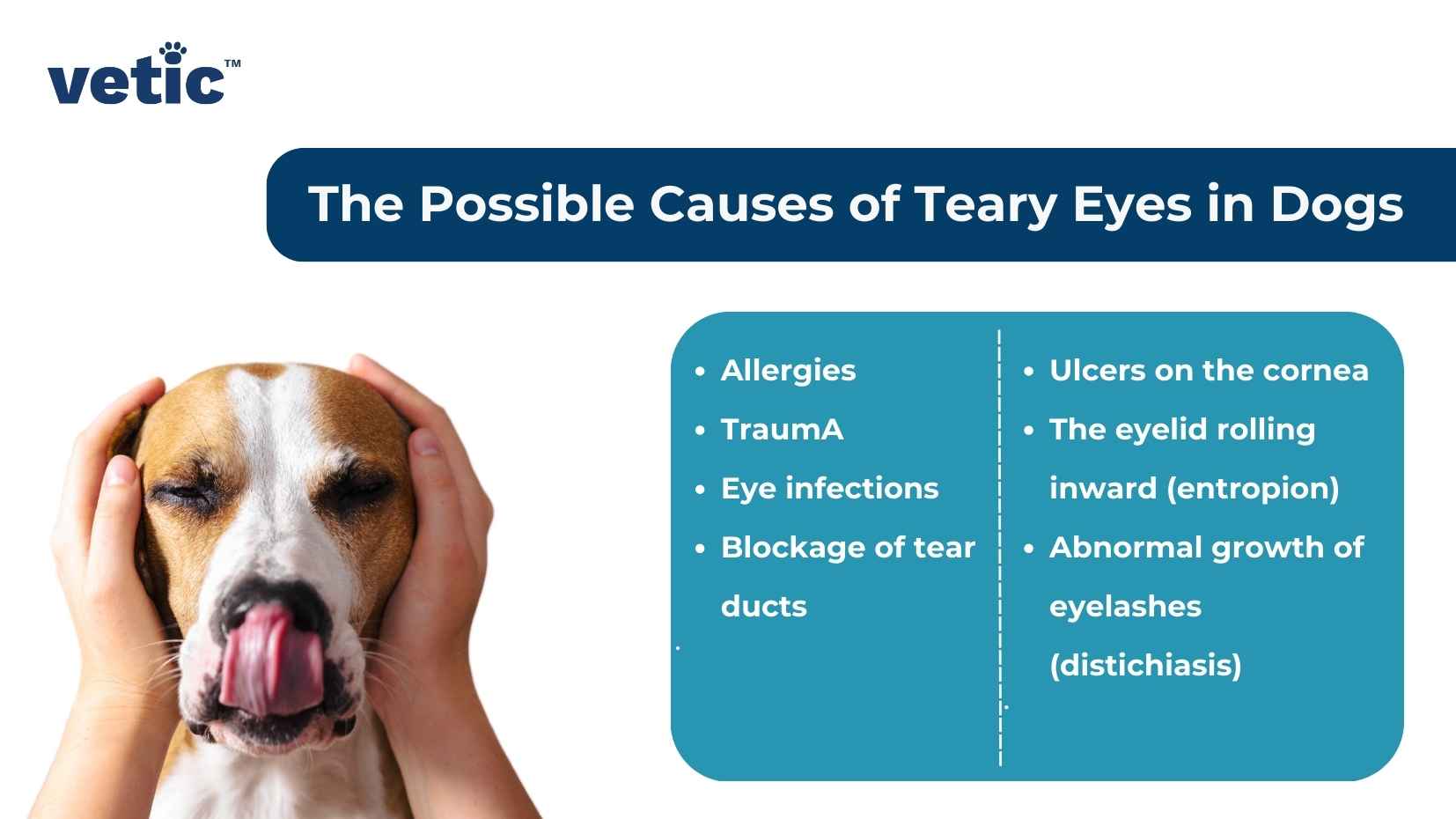 Image titled: The possible causes of teary eyes in dogs - Allergies Trauma Eye infections Blockage of the tear ducts Ulcers on the cornea The eyelid rolling inward (entropion) Abnormal growth of eyelashes (distichiasis)