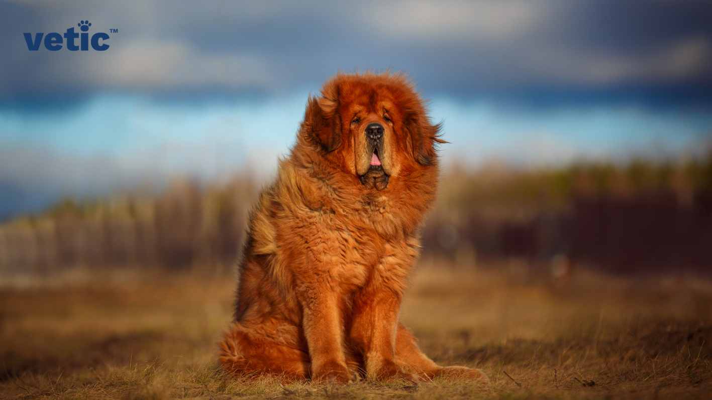 An adult red-brown super fluffy Tibetan Mastiff sitting outside, probably on a field, soaking up the sun. They are staring at the camera and have their mouth slightly open.