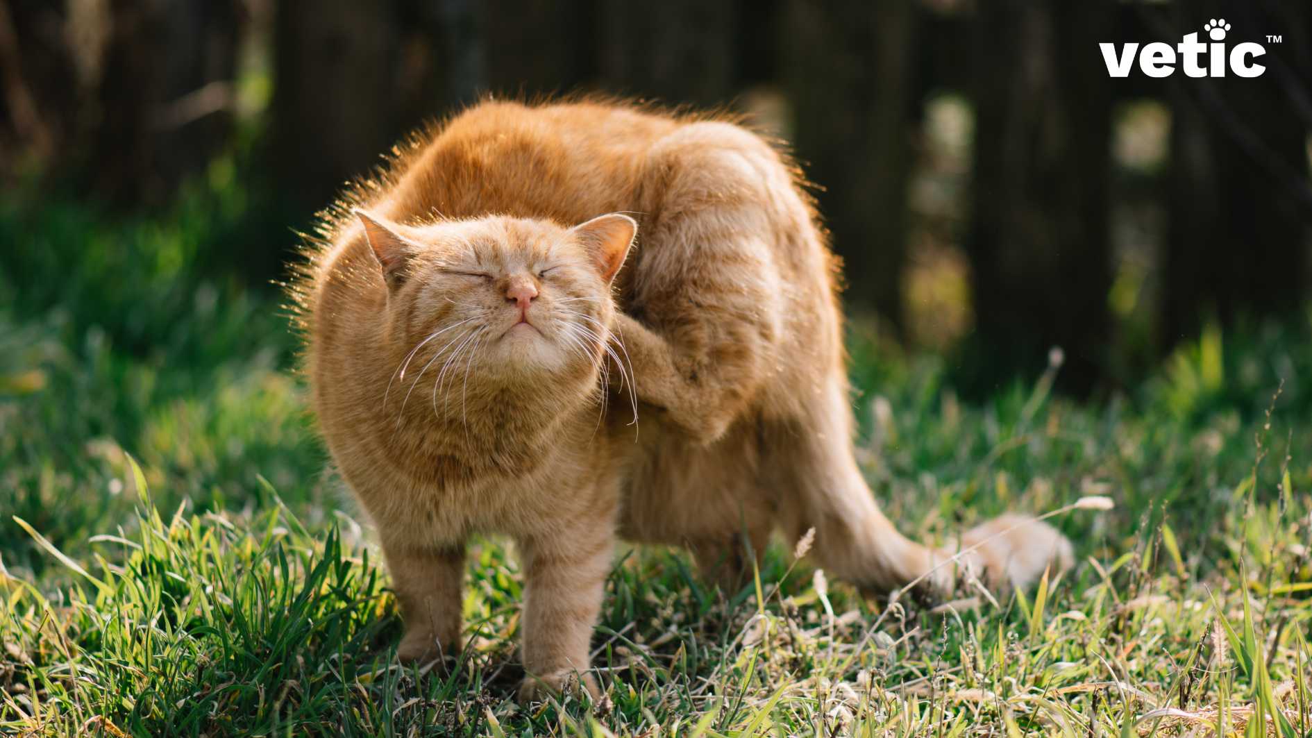 A male ginger cat standing on the grass and scratching the back of their left ear with their left back paw. Indoor outdoor cats often have fleas which call for flea treatment such as spot-ons.