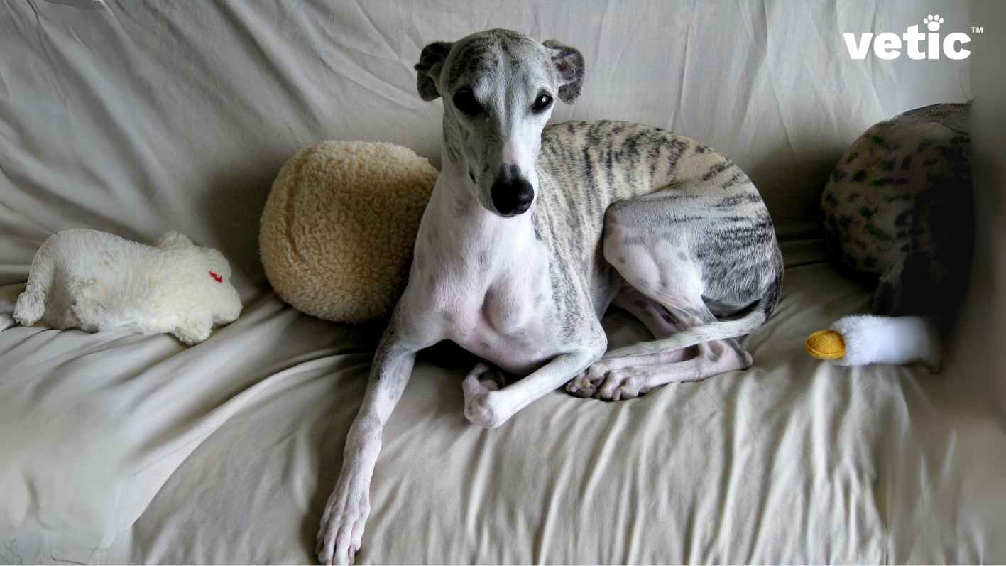 A brindle whippet sitting on a grey couch against quite a few stuffed toys. the shape of these toys aren't discernable. However, if you want a whippet in india, you would want to keep them mentally stimulated with a number of squeaky toys and interactive puzzles.
