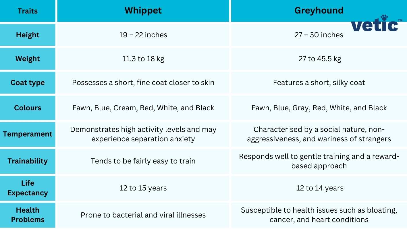 a detailed comparison chart of the greyhound and whippet. the covered traits are mentioned as whippet vs. greyhound, and they include - Height Stands at 19 – 22 inches Measures between 27 – 30 inches Weight Weighs between 11.3 to 18.1 kg Exhibits a weight range of 27.2 to 45.4 kg Coat type Possesses a short, fine coat closer to skin Features a short, silky coat Colours Displays colours like Fawn, Blue, Cream, Red, White, and Black Comes in various shades including Fawn, Blue, Gray, Red, White, and Black Temperament Demonstrates high activity levels and may experience separation anxiety Characterised by a social nature, non-aggressiveness, and wariness of strangers Trainability Tends to be fairly easy to train Responds well to gentle training and a reward-based approach Life Expectancy Enjoys a life expectancy of 12 to 15 years Typically lives between 12 to 14 years Health Problems Prone to bacterial and viral illnesses Susceptible to health issues such as bloating, cancer, and heart conditions