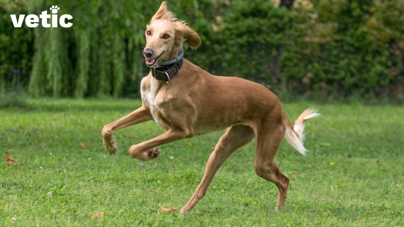 A photo of a Saluki breed dog with a standard brown-fawn coat and hazel eyes, running and frolicking on the green ground, likely an empty park. The dog has a Seresta collar (flea and tick preventive collar) along with a thick printed Martingale collar.