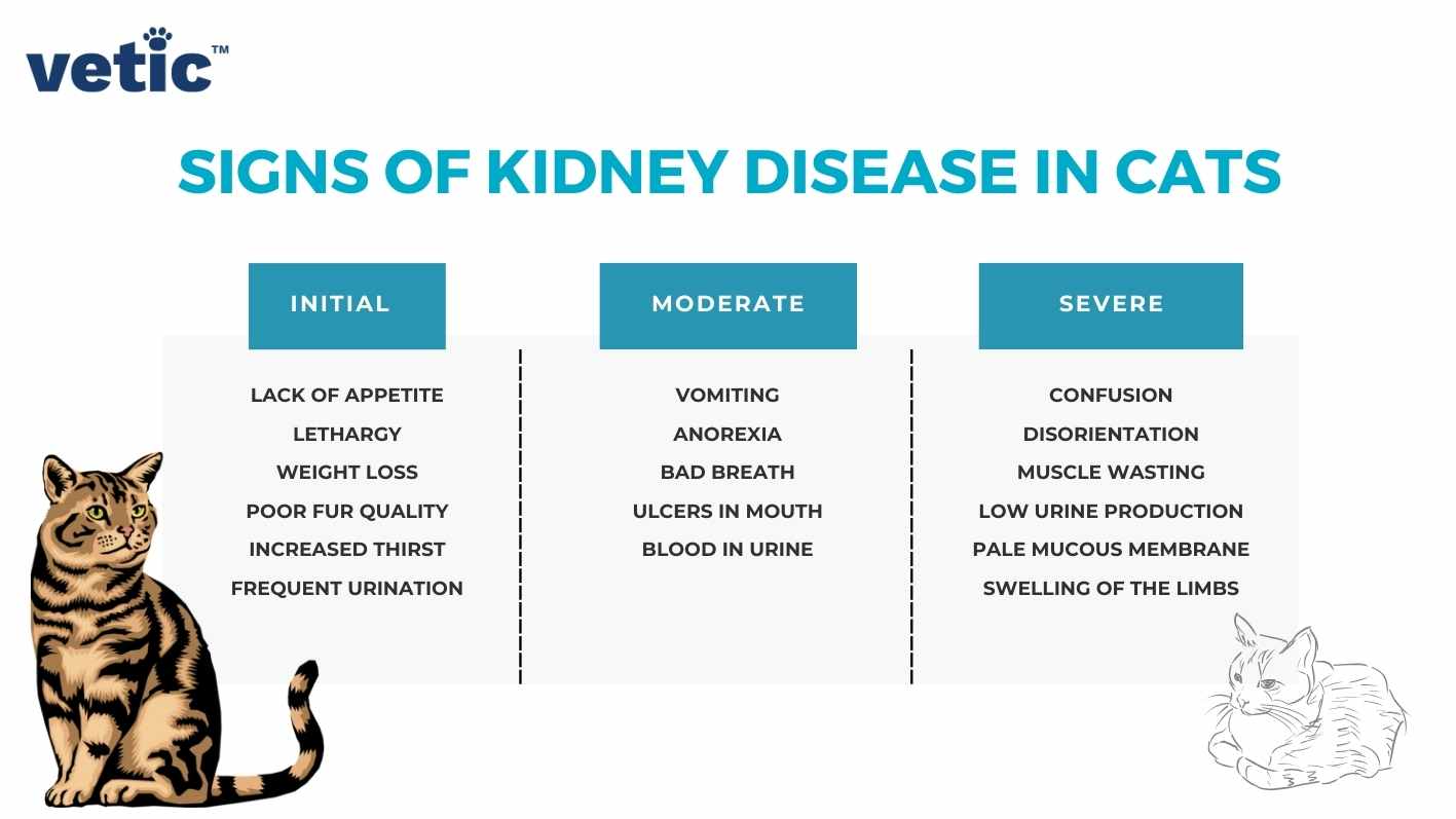 Signs of Kidney Disease in Cats Initial Lack of Appetite Lethargy Weight Loss Poor Fur Quality Increased Thirst Frequent Urination Moderate Vomiting Anorexia Bad breath Ulcers in mouth Blood in urine Severe Confusion Disorientation Muscle wasting Low Urine Production Pale Mucous Membrane Swelling of the Limbs