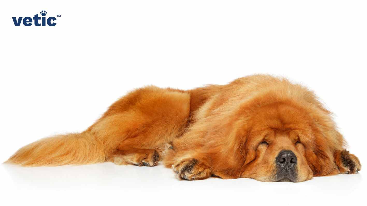 Photo of a reddish-brown Tibetan Mastiff laying on the white floor. His mane and facial folds clearly visible.