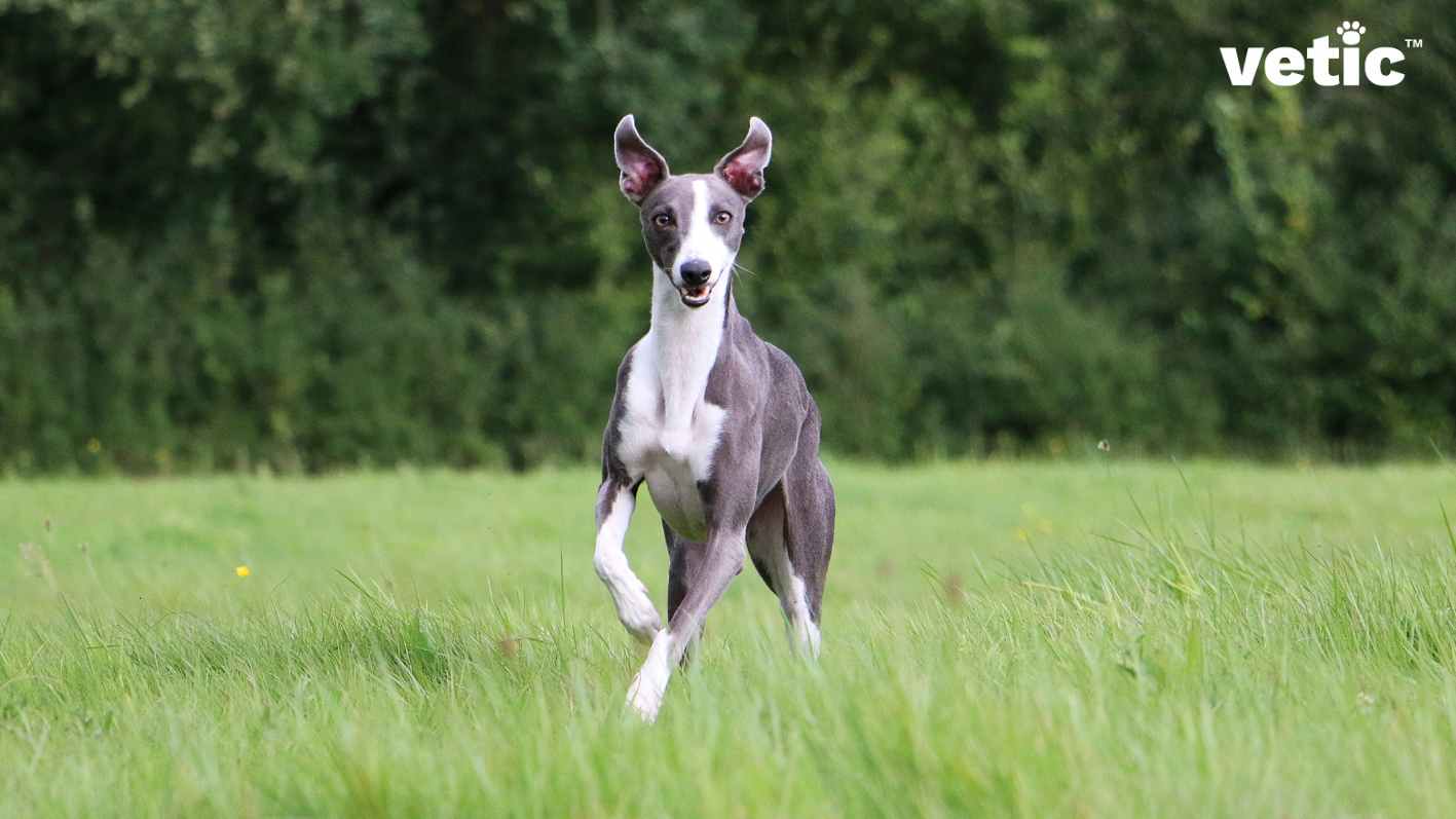 the photo of a whippet in the outdoors. They are running on medium short grass against a backdrop of greenery. Getting a whippet in India is a great idea if you have the space for them to run around.