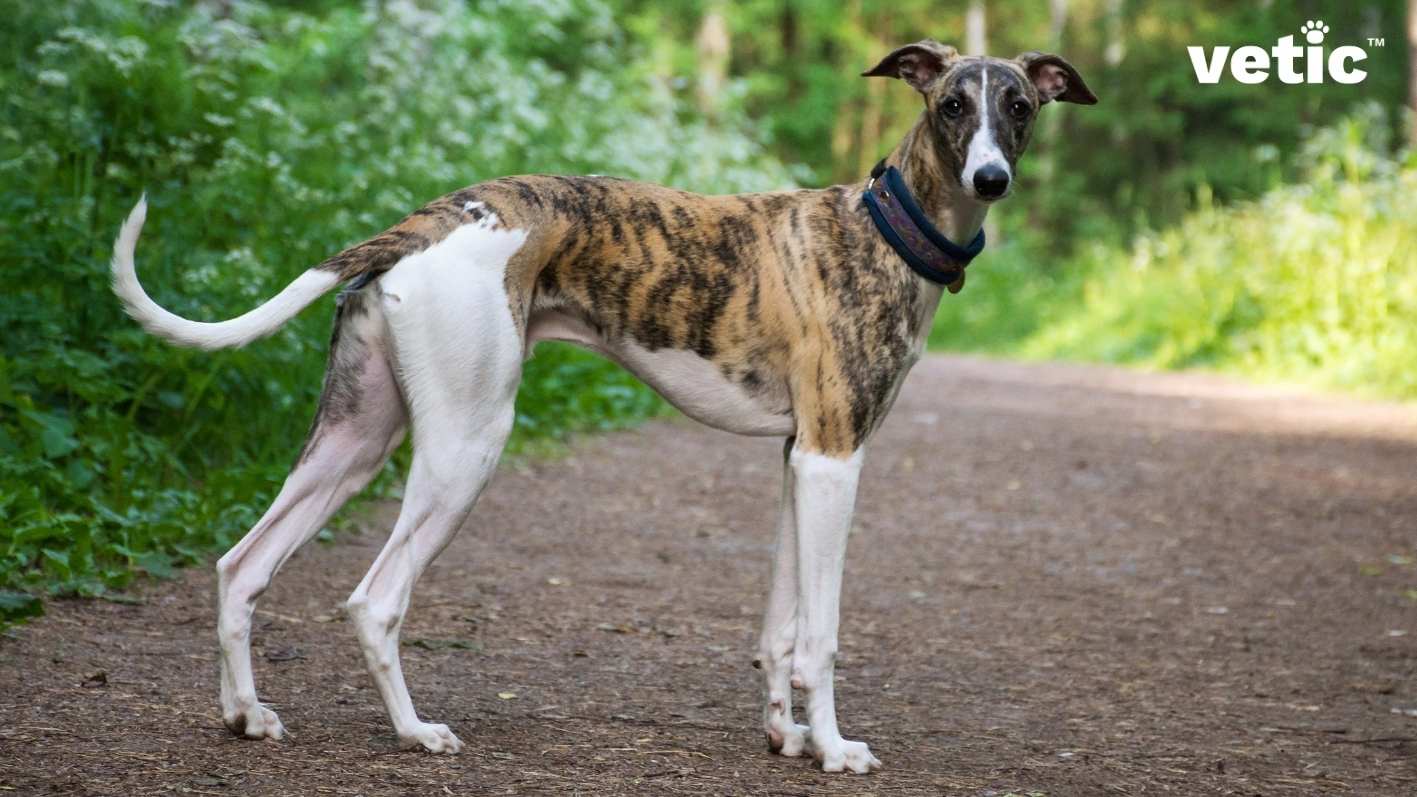 a brindle whippet standing outdoors wearing a blue thick collar and a golden name tag. the greyhound and whippet can be difficult to tell apart, unless they are both adults - this whippet adult has short fur closer to their body and somewhat floppy ears.