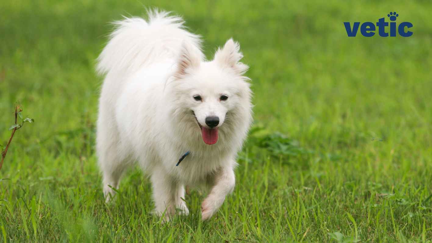 An Indian Spitz breed dog running across the green field.